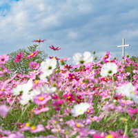 満開のコスモス園の向こうに見える十字架の写真