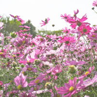 光に透ける見上げたコスモスの写真