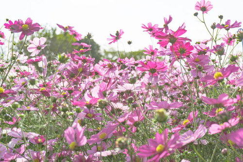 光に透ける見上げたコスモス