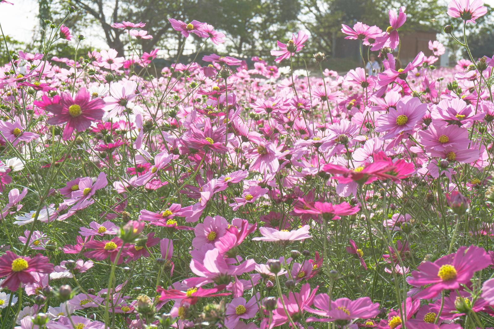 白からピンク色に濃淡がある無数のコスモスが咲く花畑
