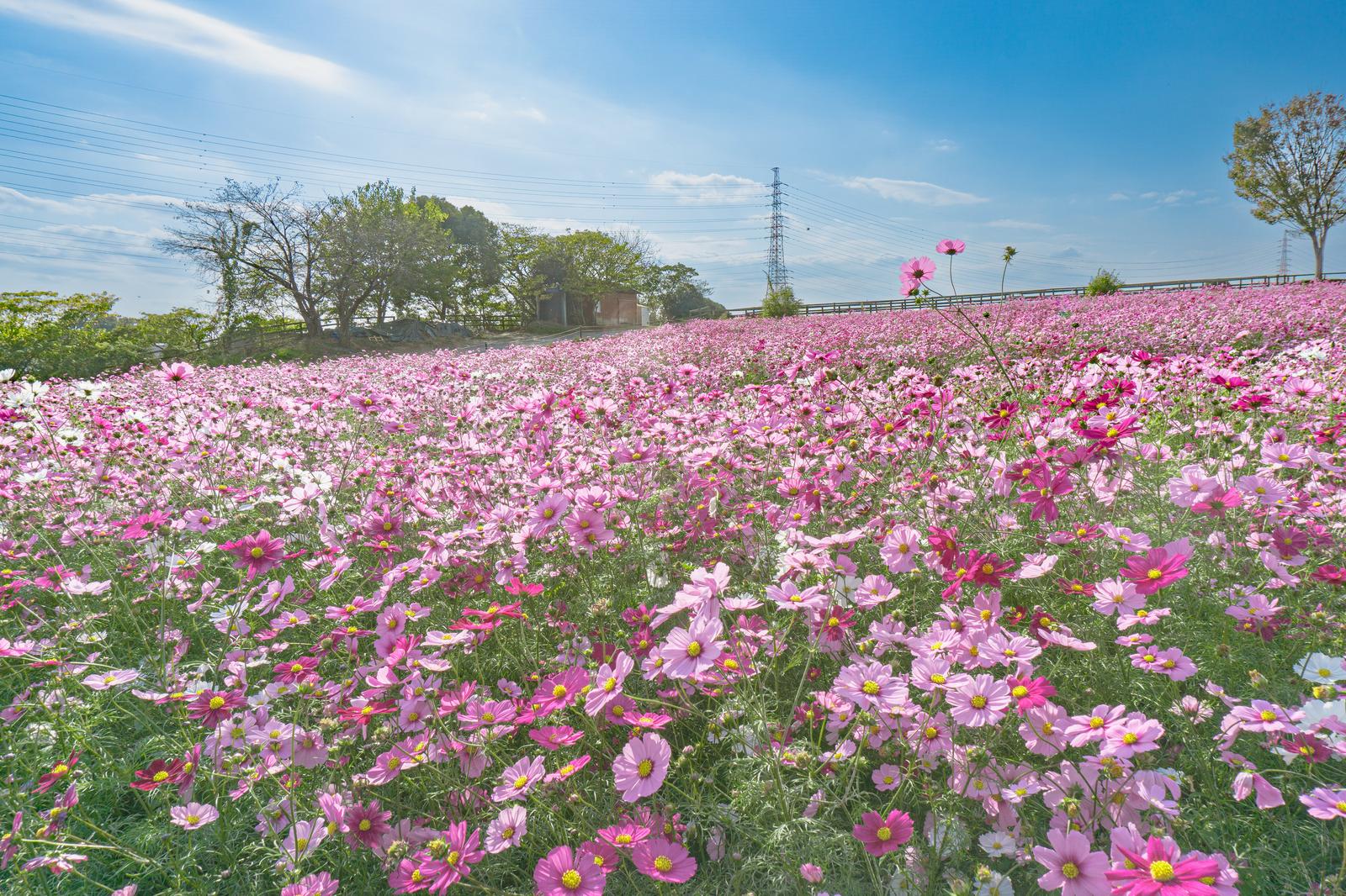 秋の日差しの中、ピンクと白のコスモスが満開に咲く花畑
