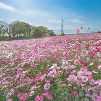 秋の柔らかな日差しに輝く見ごろを迎えたコスモス園（愛知牧場）の写真