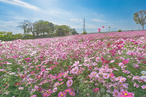 秋の柔らかな日差しに輝く見ごろを迎えたコスモス園（愛知牧場）