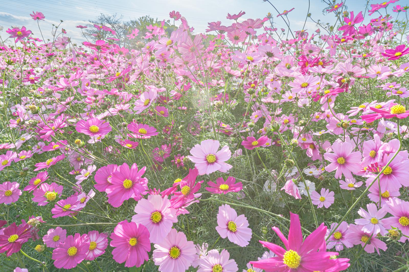 ピンク色のコスモスが満開に咲く広々とした花畑
