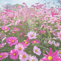 咲き誇るコスモスを楽しむの写真