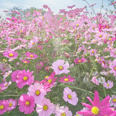咲き誇るコスモスを楽しむの写真