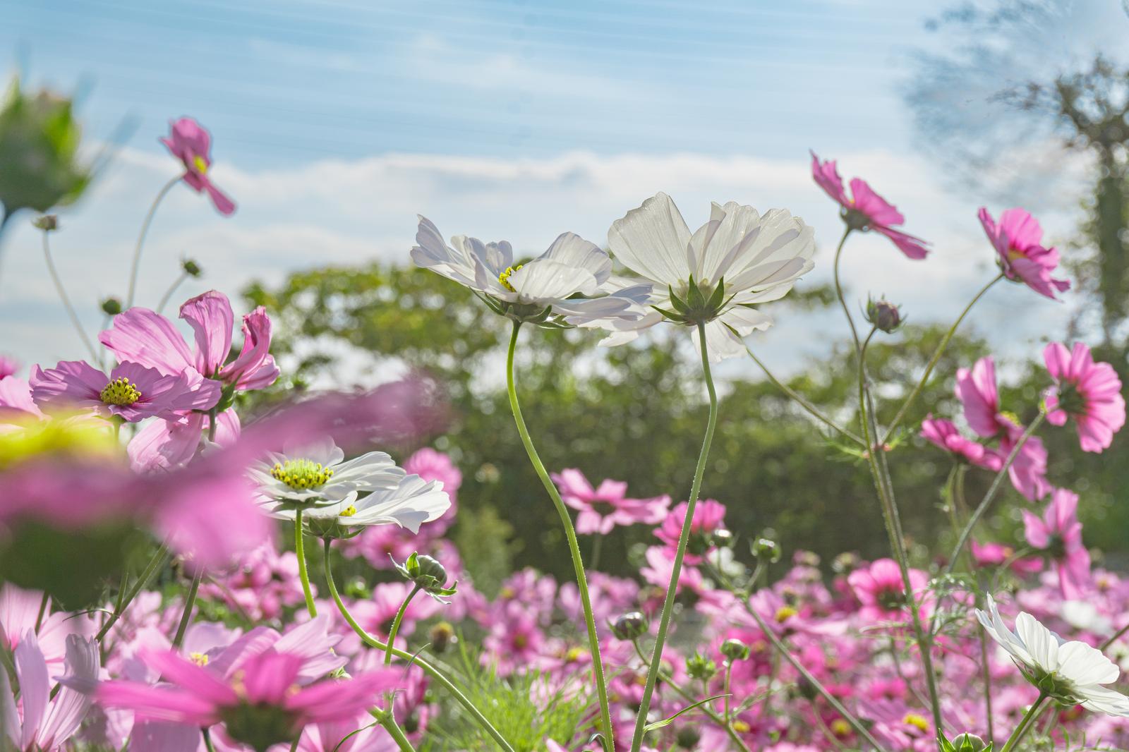 ピンクのコスモスに囲まれた白いコスモスが満開に咲く花畑