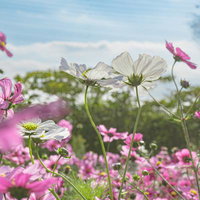 ピンクのコスモスに囲まれて咲く白いコスモスの写真