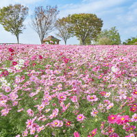 秋の穏やかな日に楽しむコスモス園の写真