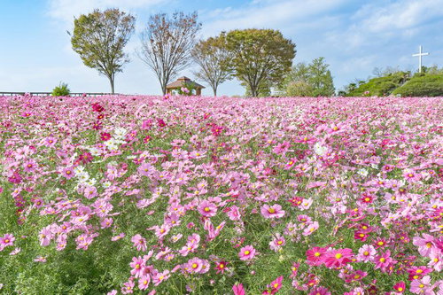 秋の穏やかな日に楽しむコスモス園