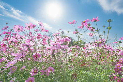 満開のコスモスと共に見上げる空