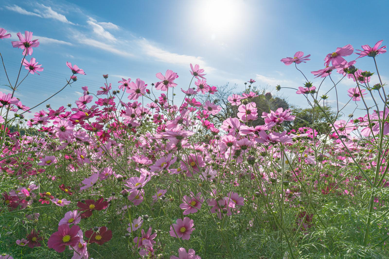 晴れた日差しの中、ピンクのコスモスが満開に咲く花畑