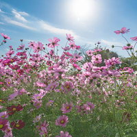 光を浴びて踊るコスモスの写真
