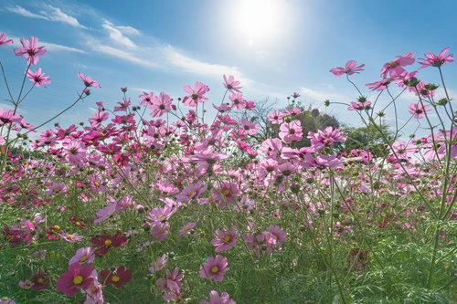 光を浴びて踊るコスモス