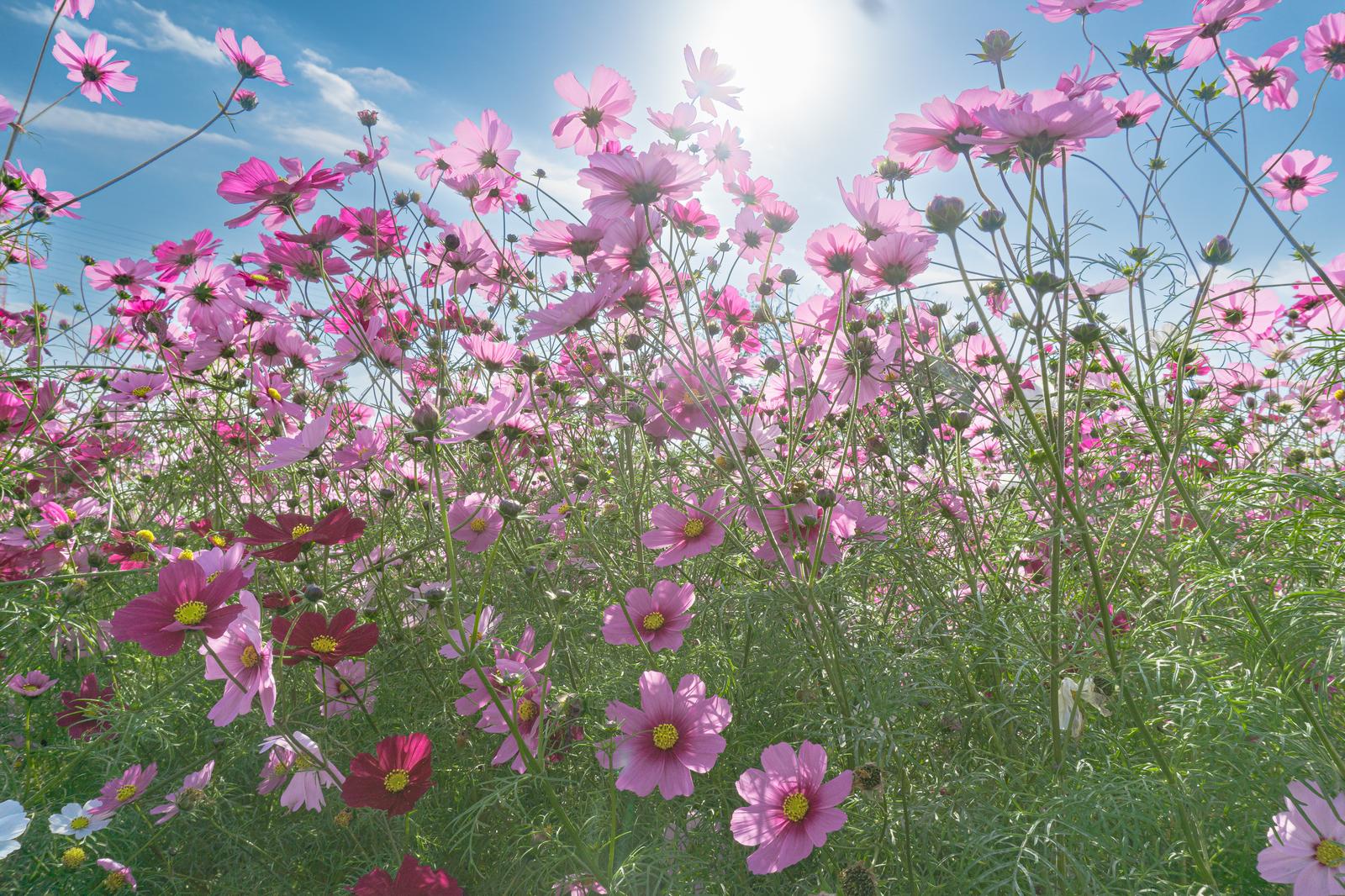 ピンク色のコスモスが満開に咲く花畑を下から見上げた写真