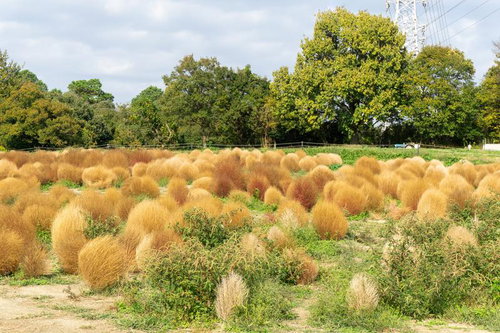 コキアのシーズンは終わりました