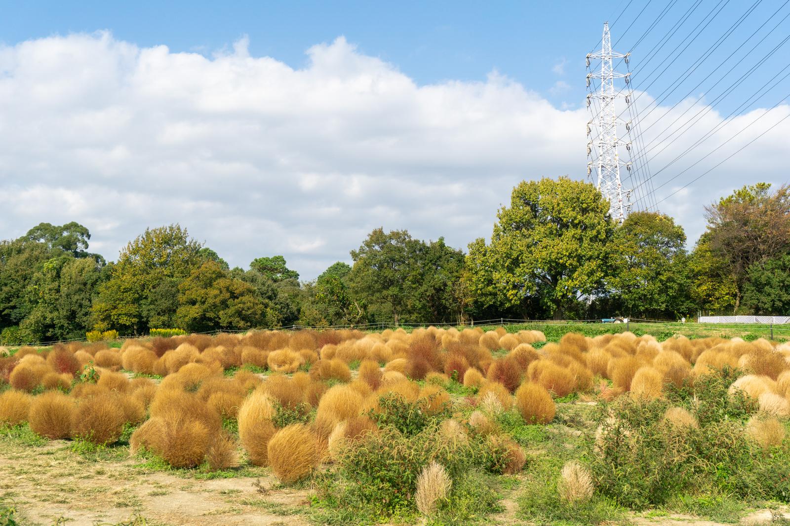 秋の野原に群生する茶色いホウキグサの背景に送電線と樹木