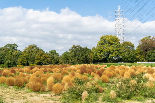 茶色のホウキグサ（コキア）