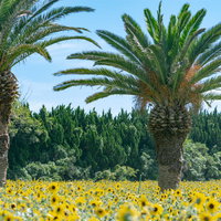 ヤシの木の足元を彩るひまわりの花の写真