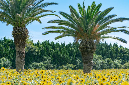 ヤシの木の足元を彩るひまわりの花