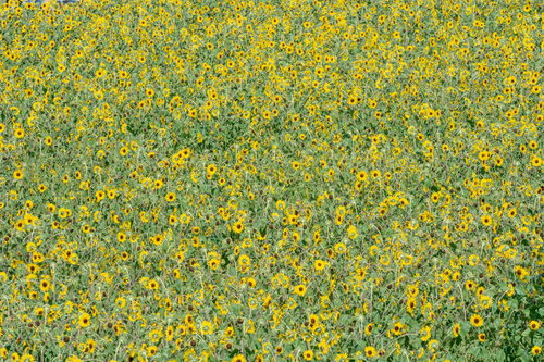 一面に広がるひまわり畑のテクスチャー