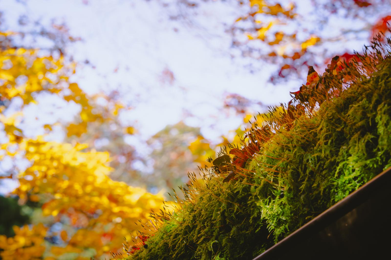 寂光院の苔に絡みつく秋の紅葉と苔の胞子体のクローズアップ写真