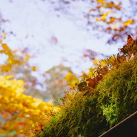 苔の花（胞子体）にからまり残る落ち葉の写真