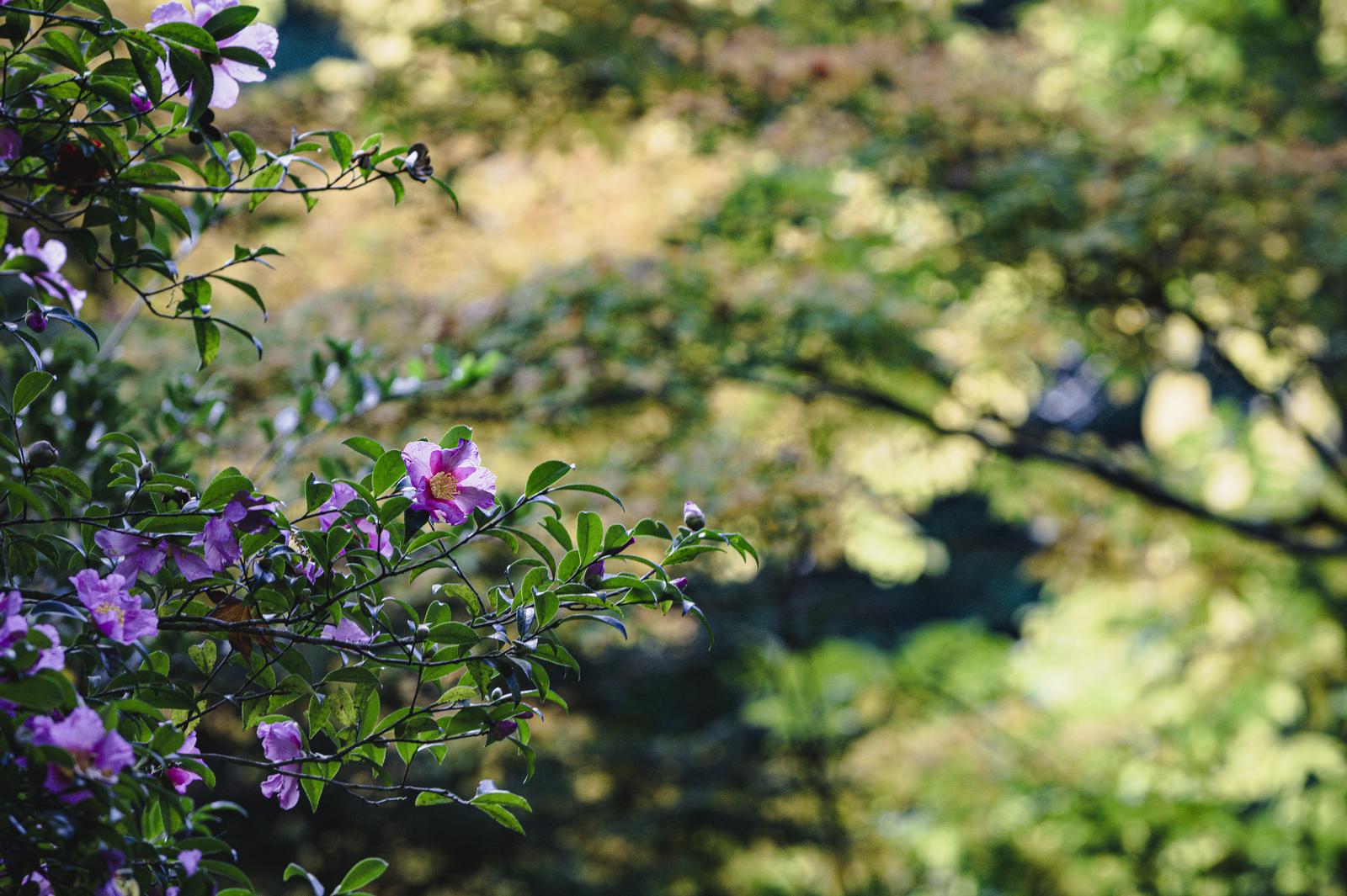 寂光院の庭園で咲く淡いピンク色の山茶花と黄金色の背景