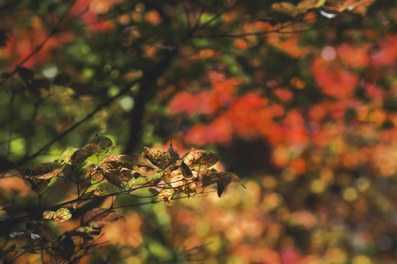 京都の寂光院で撮影した、紅葉と枯れた枝が共存する秋の景色