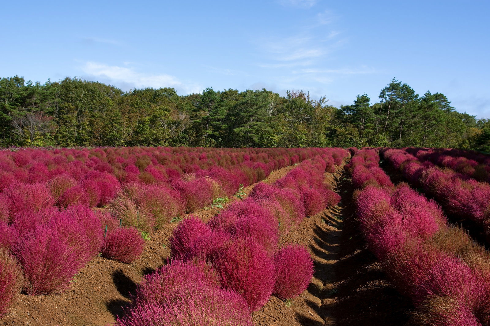 秋の紅葉期に赤く色づき始めたコキア（ホウキギ）が整然と並んでいる風景