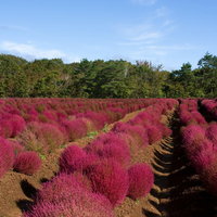 赤くなり始めたコキア整列の写真