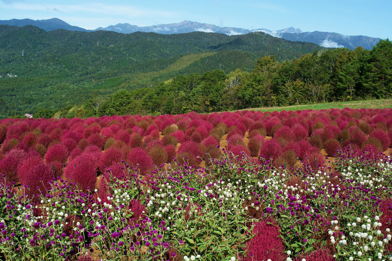 赤く紅葉したコキアと白いセンニチコウが咲く花畑の向こうに緑の山並みが広がる秋の風景