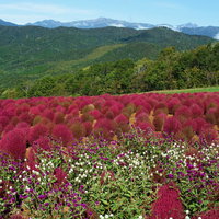 コキアと千日紅越しの山並みの写真