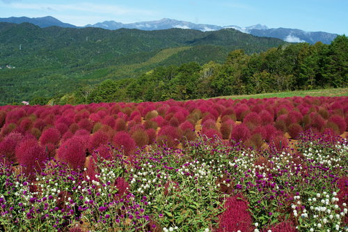 コキアと千日紅越しの山並み