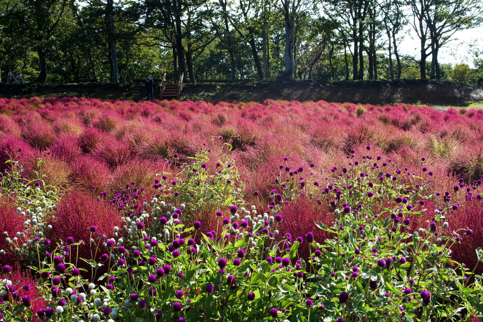 手前に紫色の千日紅、奥に赤く紅葉したコキアが広がる秋の風景