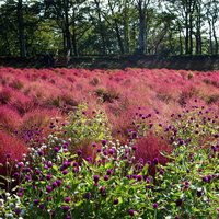 千日紅の向こうに広がるコキアの写真
