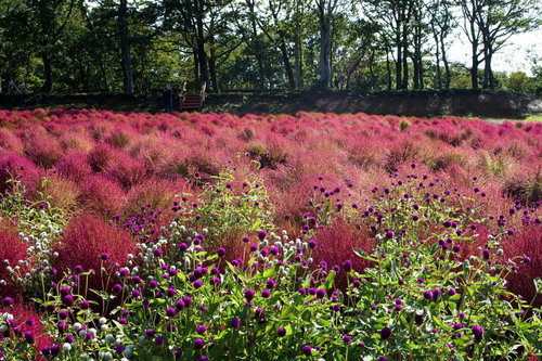 千日紅の向こうに広がるコキア