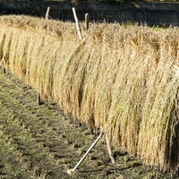 はざにかけられお日様を浴びた稲の写真