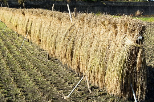 はざにかけられお日様を浴びた稲
