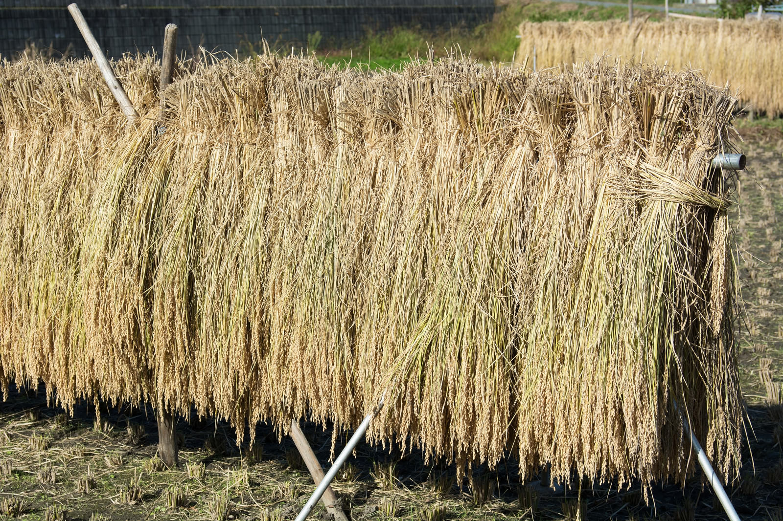 葉の落ちた柿の木に赤い実がたわわになる秋の空