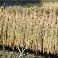 天日干しの美味しいお米が出来そうですの写真