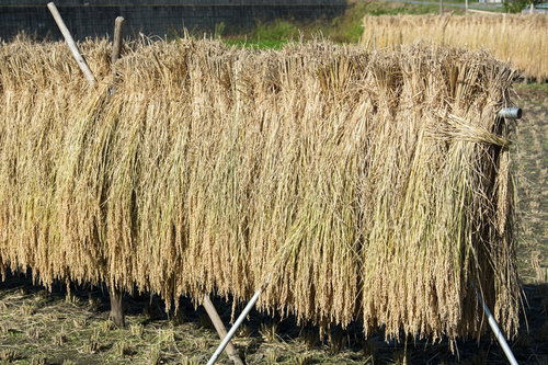 天日干しの美味しいお米が出来そうです
