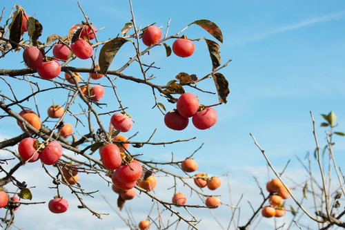 収穫されず、熟してしまった柿