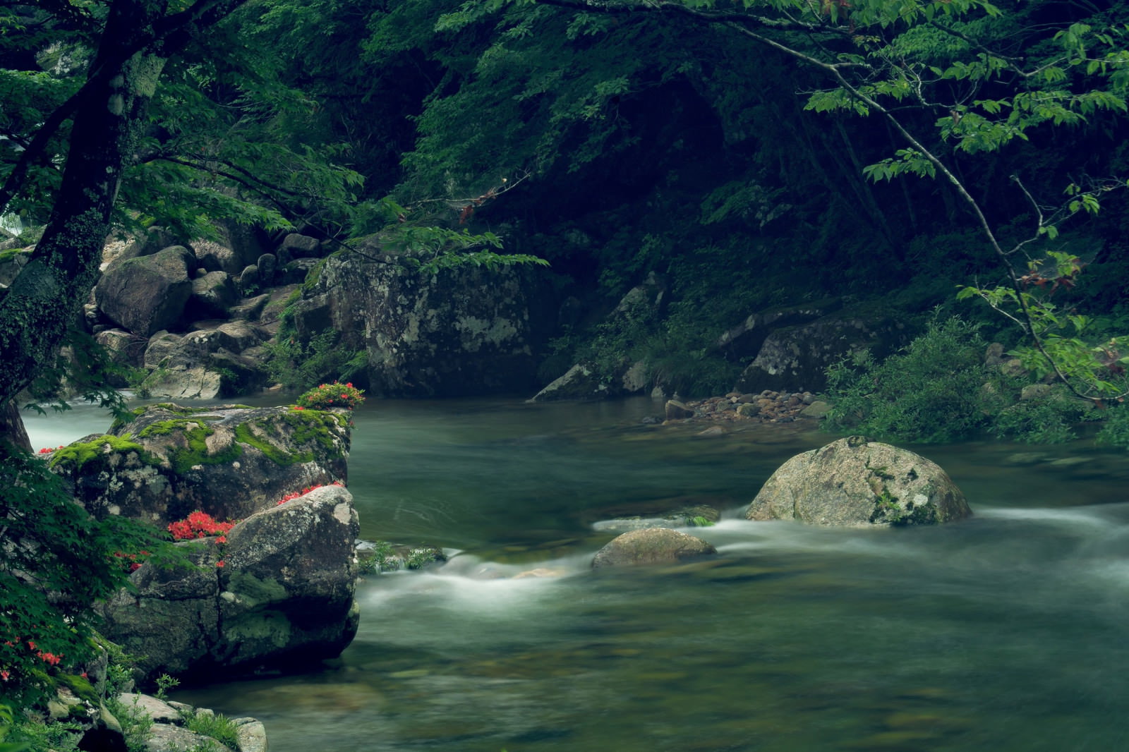 小戸名渓谷の渓流沿いに咲く岩つつじと新緑の自然風景
