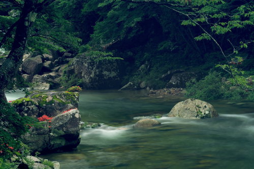 小戸名渓谷の岩つつじ