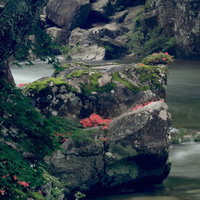 岩つつじが咲く渓流の巨岩（小戸名渓谷）の写真