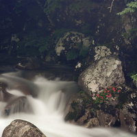 小戸名渓谷とけなげに咲く岩つつじの写真