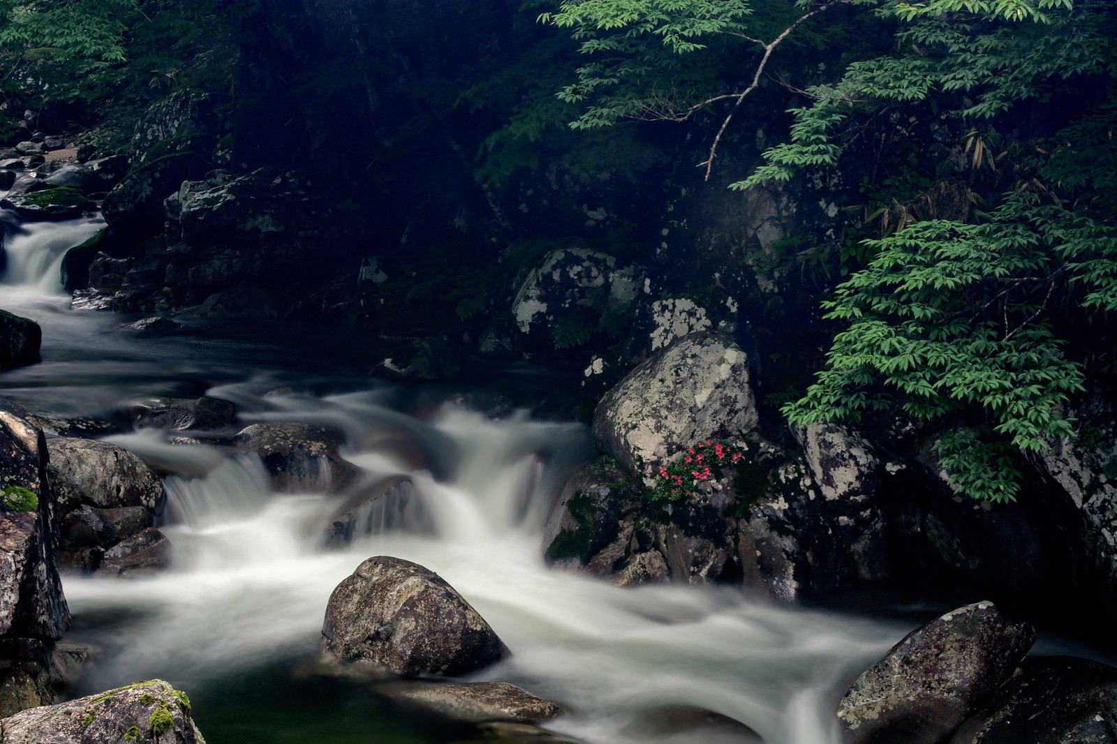 長野県根羽村小戸名渓谷の岩場に咲く岩つつじと流れる渓流