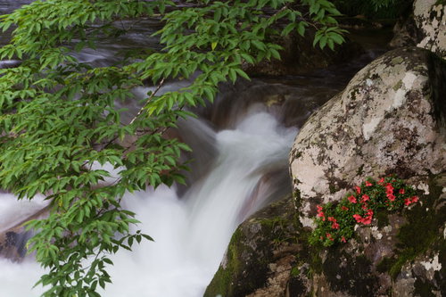 清流と新緑と岩つつじ（小戸名渓谷）