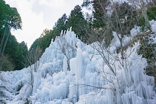 林を背にして現れる湧水公園（愛知県豊田市）の氷瀑